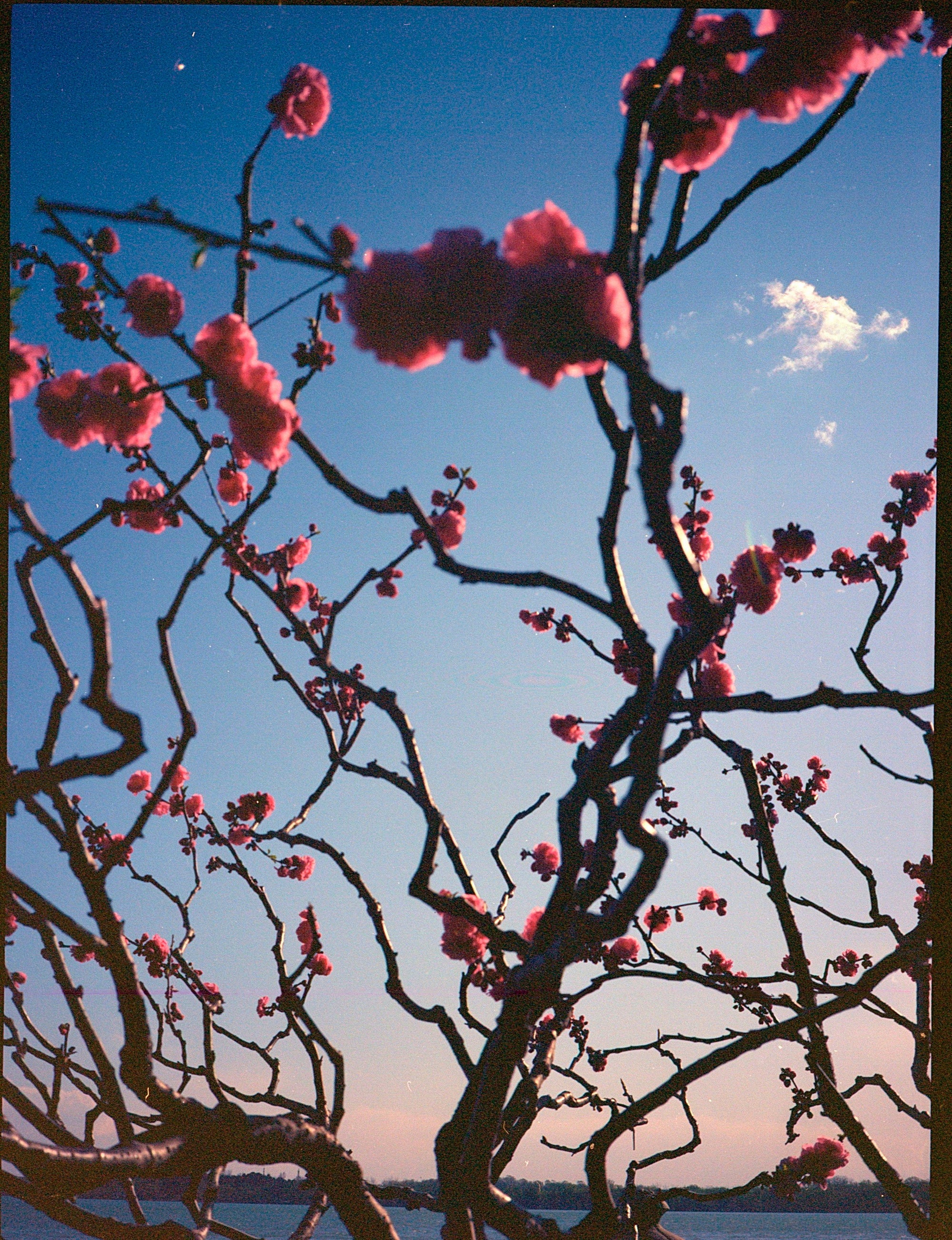 Cherry Blossom Tights