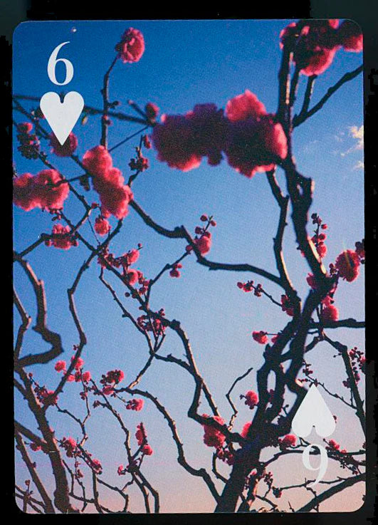 Cartas Venus Dormida